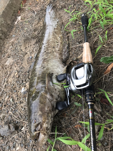 マナマズの釣果