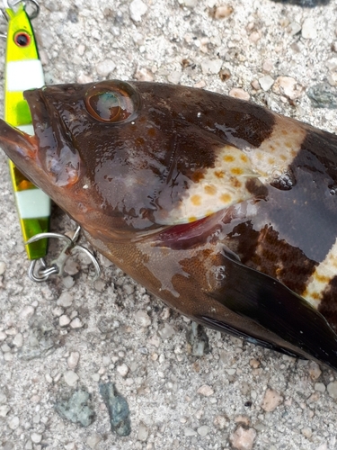 アオナの釣果