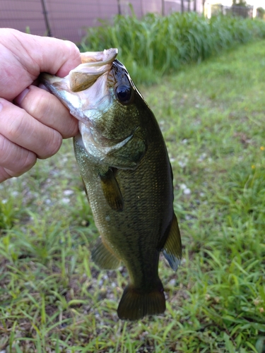 ラージマウスバスの釣果