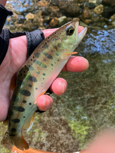 ヤマメの釣果