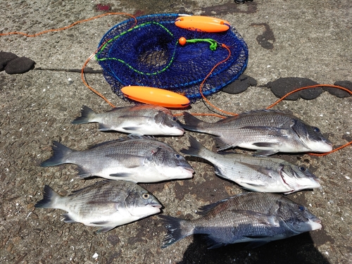 クロダイの釣果