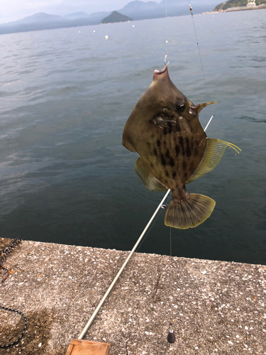 カワハギの釣果