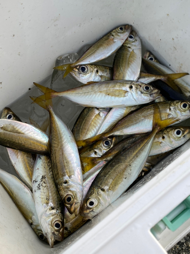 アジの釣果