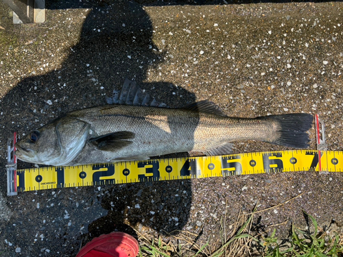 スズキの釣果