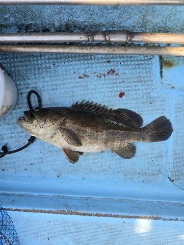 チャイロマルハタの釣果