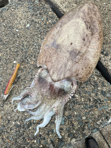 モンゴウイカの釣果