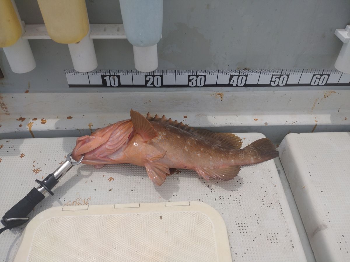 遊漁船勝栄丸（カツエイマル）さんの釣果 2枚目の画像