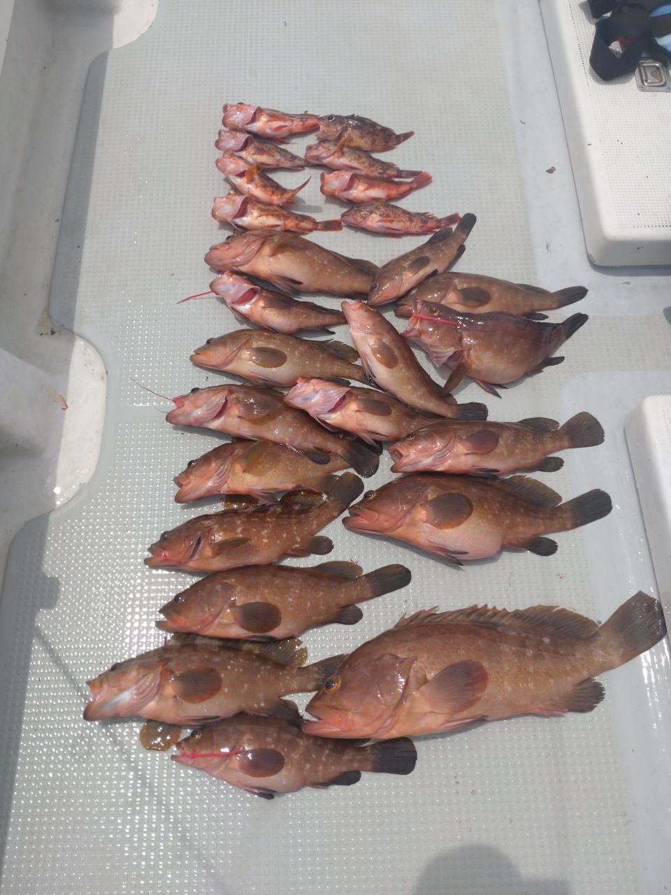 遊漁船勝栄丸（カツエイマル）さんの釣果 3枚目の画像