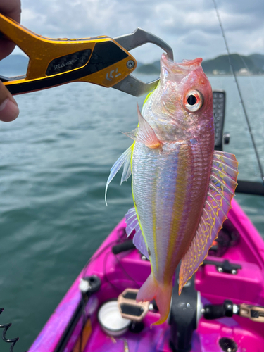 イトヨリダイの釣果