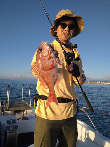 マダイの釣果