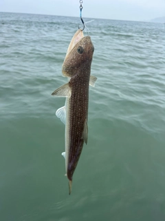 エソの釣果