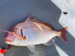 チダイの釣果