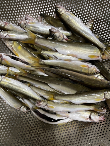 コアユの釣果