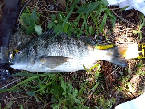 クロダイの釣果