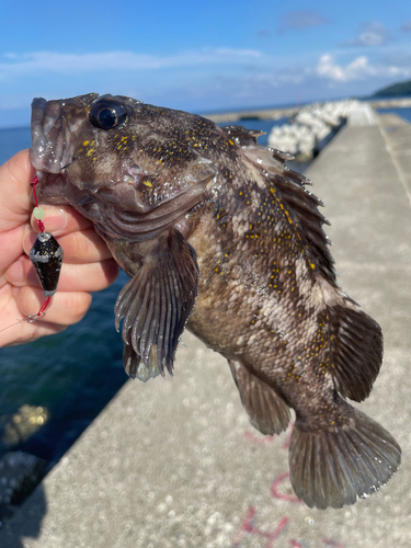 オウゴンムラソイの釣果