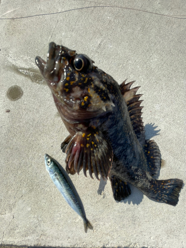 アイナメの釣果