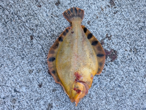 マツカワの釣果