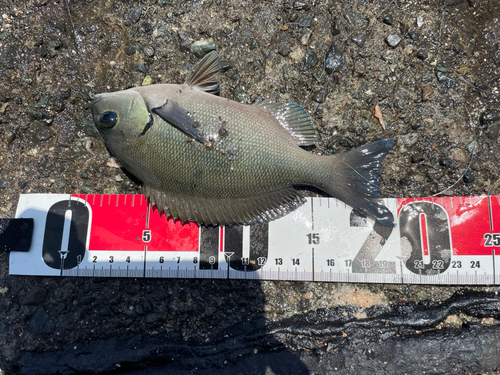 オナガグレの釣果