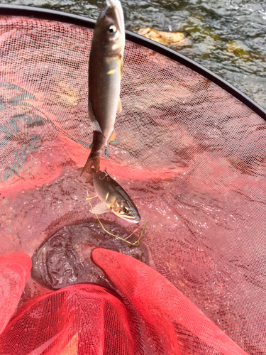 アユの釣果