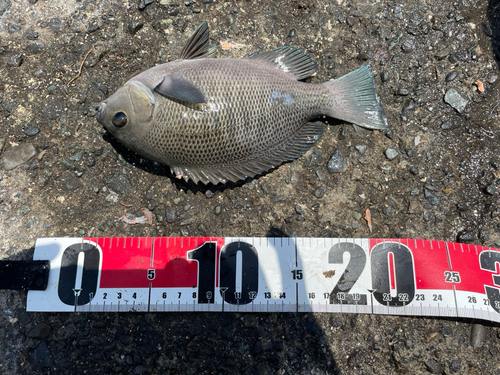 クチブトグレの釣果