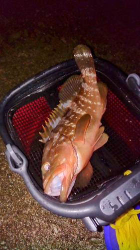 キジハタの釣果