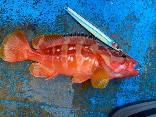 アカハタの釣果