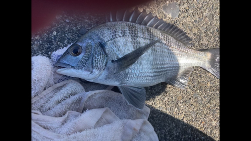 クロダイの釣果