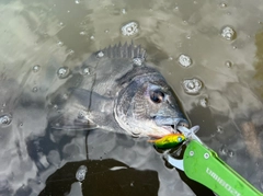 チヌの釣果