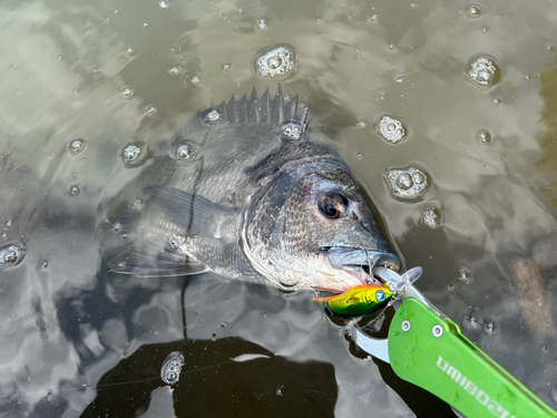 チヌの釣果