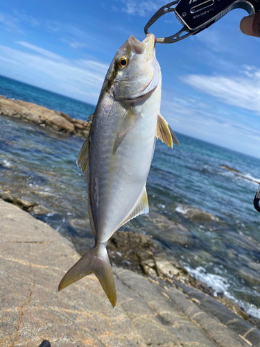 ネリゴの釣果