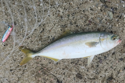 ツバスの釣果