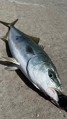 イナダの釣果