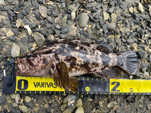 タケノコメバルの釣果