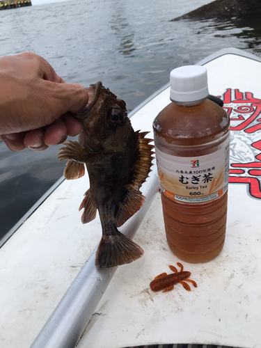 タケノコメバルの釣果