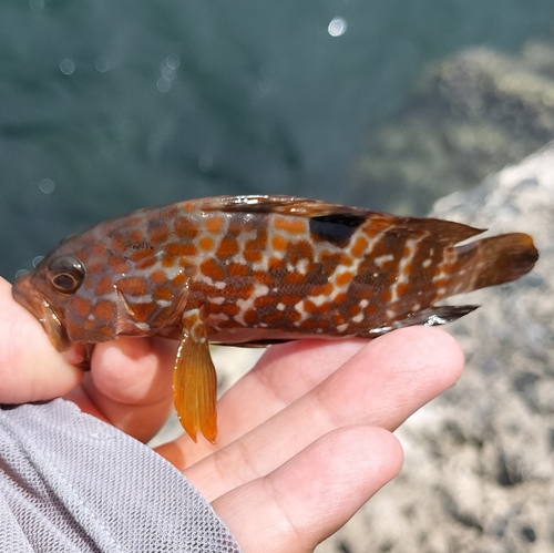 キジハタの釣果