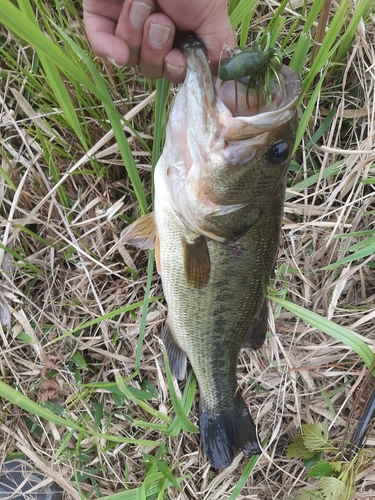 ブラックバスの釣果