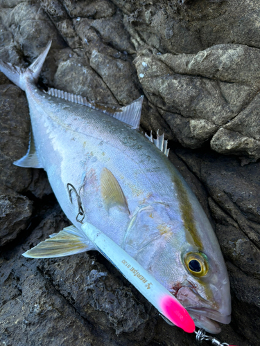 ショゴの釣果