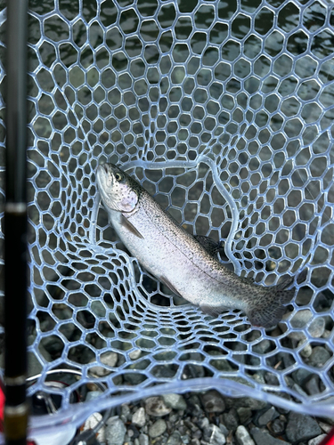 ニジマスの釣果