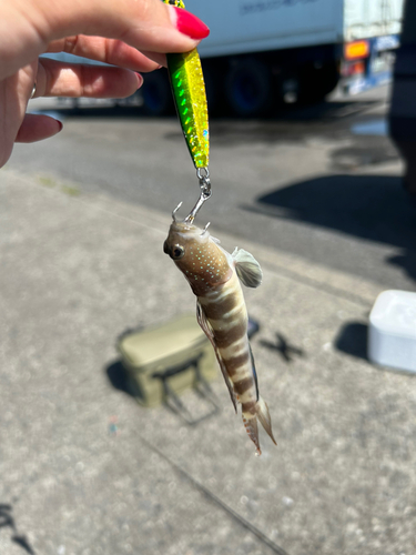 リュウグウハゼの釣果