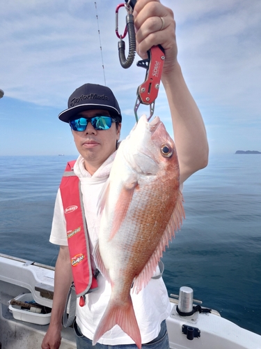 マダイの釣果