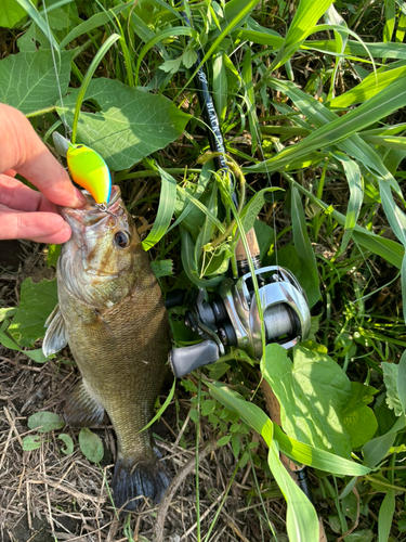 スモールマウスバスの釣果