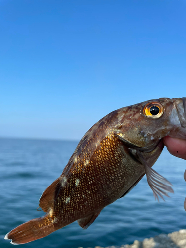 エゾメバルの釣果