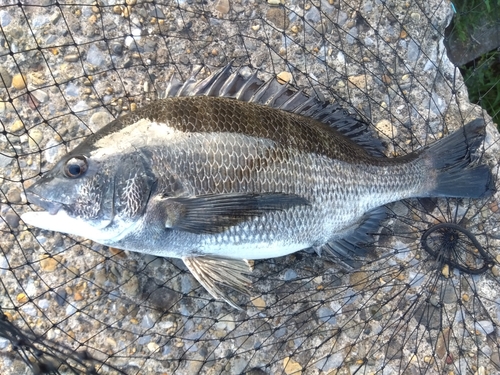 クロダイの釣果