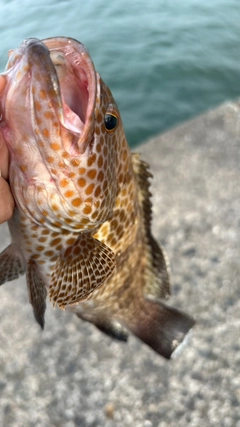 オオモンハタの釣果