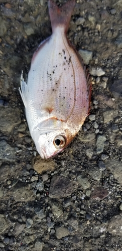 チャリコの釣果