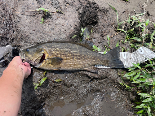 スモールマウスバスの釣果