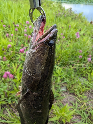 ライギョの釣果