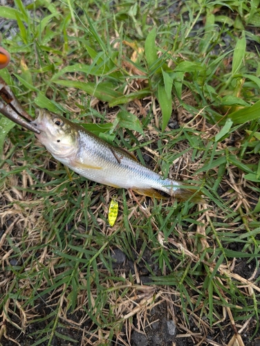 カワムツの釣果