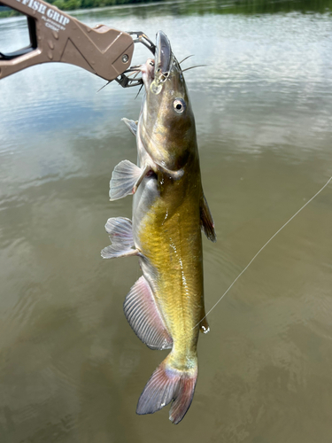 アメリカナマズの釣果