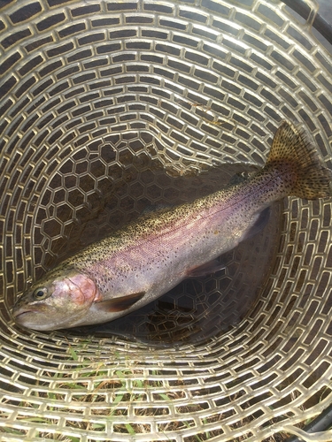 ニジマスの釣果